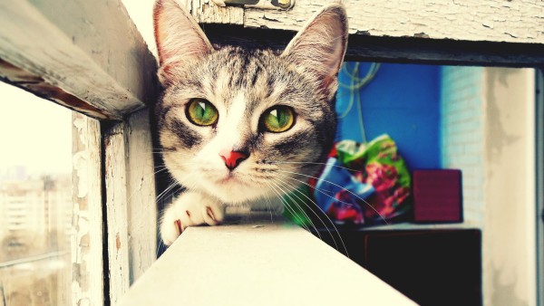 Милый серый кот с зелеными глазами картинки