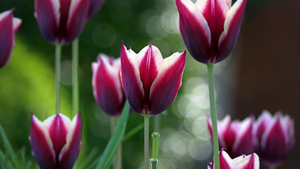 Весенние цветы тюльпаны картинки для рабочего стола скачать