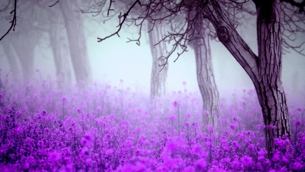Туманный цветы, пурпурный лес картинки