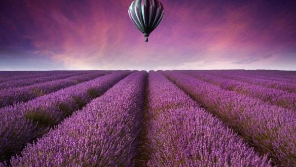Поле из фиолетовых цветов и воздушный шар картинки