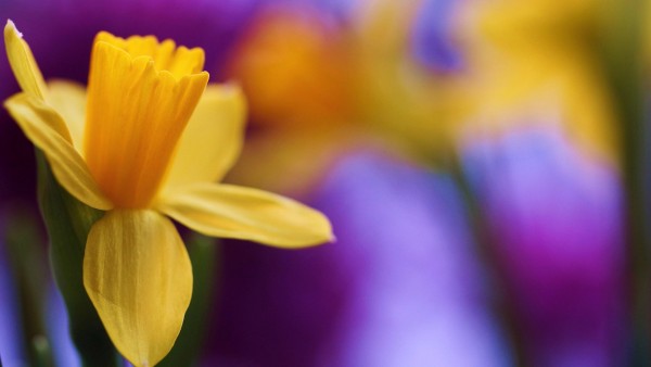 Нарцисс весной цветок макро картинки для рабочего стола скачать