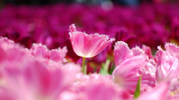 Розовые тюльпаны цветы плантация
