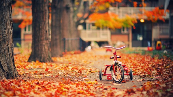 HD обои, осень, листва, трехколесный велосипед, парк