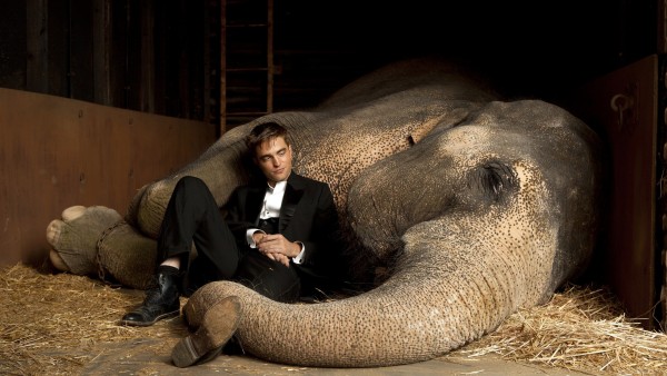 HD обои Актер Роберт Патинсон с большим слоном