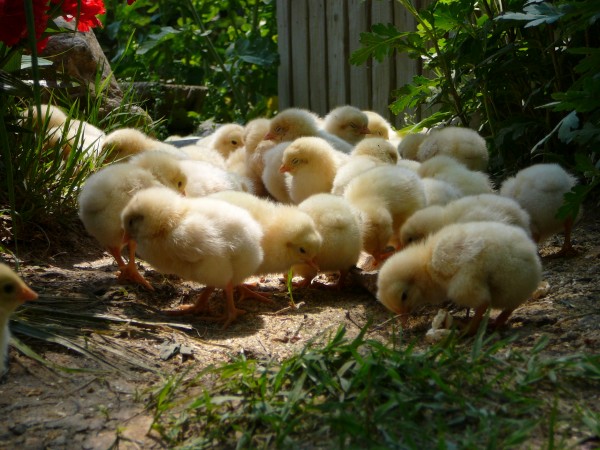 Золотистые цыплята гуляют по двору
