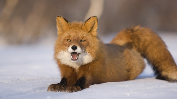 Снимок симпатичной рыжей лисички на снегу