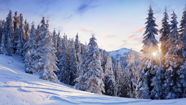 Широкоформатная заставка с красивым зимним лесом