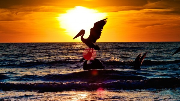 Пеликаны, птицы, море, закат, HD обои, скачать