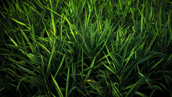 Макро фото темно зеленой травы
