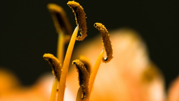 Макро фото тычинок покрытых ярко жёлтой пыльцой