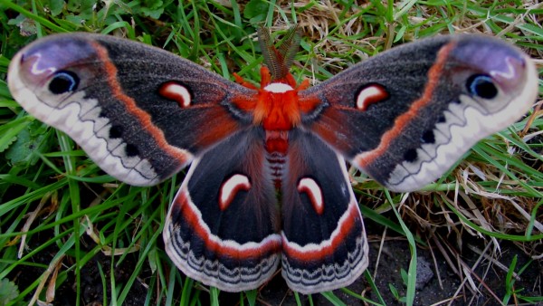 Макро-снимок милой бабочкой