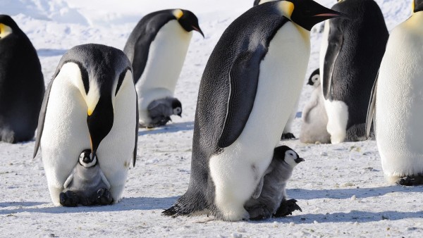 Пингвины и пингвинята широкоформатные HD обои скачать
