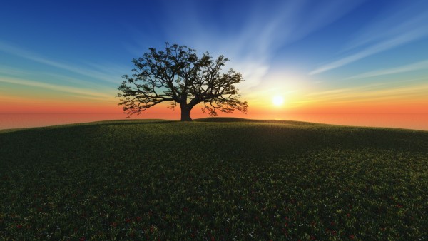 3D рисунок с цветочным полем одиноко стоящим деревом и закатом