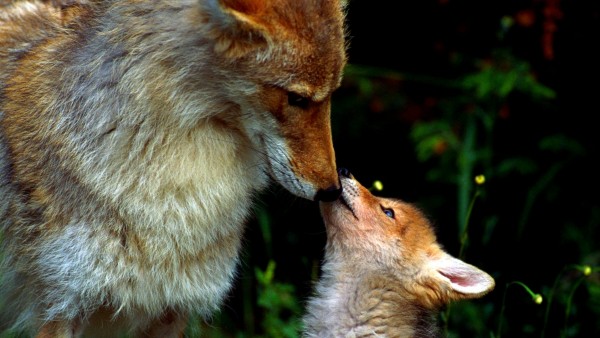 Милое фото лисы и ее детеныша