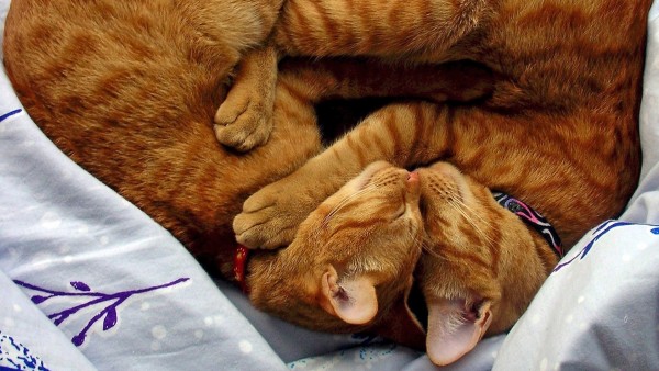Фото двух рыжих мило обнявшихся кошек
