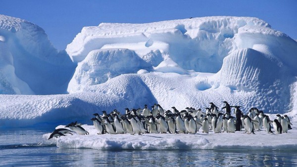 Снег, пингвины, море, айсберг, арктика, зима, HD обои, скачать