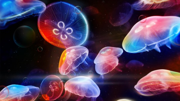 Стая подводных медуз ярких цветов