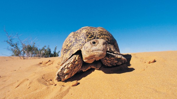 Фото черепахи ползущей по песку в пустыне