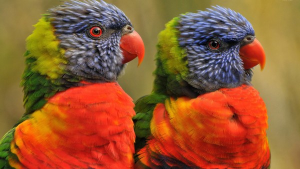 Яркие попугаи птички фоновые заставки скачать