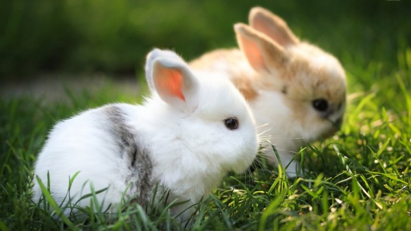Милые пушистые кролики в траве фоновые заставки скачать 