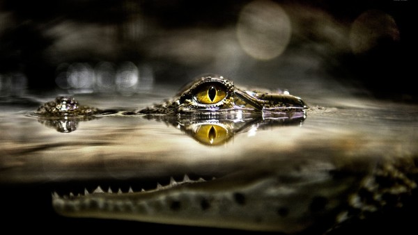 Крокодил в воде затаился фоновые заставки скачать