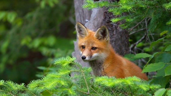 Фото рыжей лисички и хвойного леса скачать