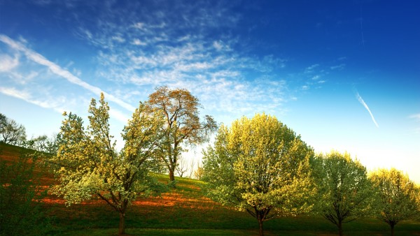  Фото поляны на которой растут деревья скачать