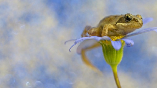 Лягушка на лепестках цветка макро заставки скачать бесплатно
