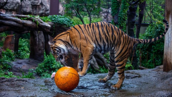Тигр, мяч, зоопарк, игра, хищник, фоны, заставки