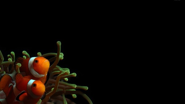 Подводный мир, оранжевые рыбки, фоны, заставки