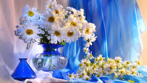 Ромашка, ваза, цветы, букет, украшение, фоны, заставки