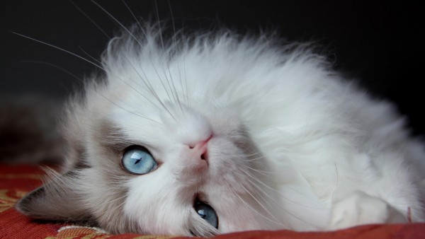 Пушистый котик, голубые глаза, кот, фоны, заставки