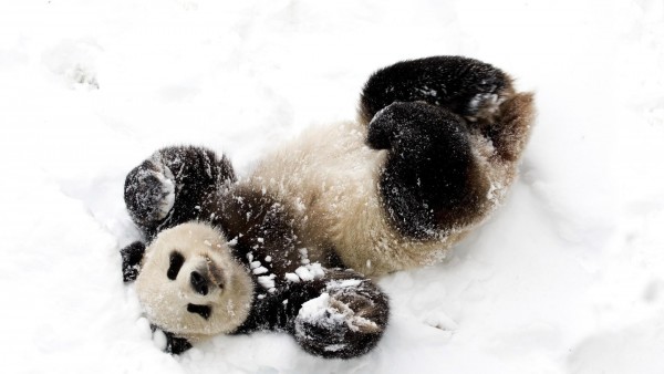 Панда, снег, игривый, медведь, фоны, заставки