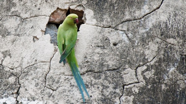 Фото попугая вида ожереловый Крамера сидящего на скале