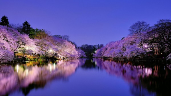Япония, Осака, городской парк, озеро, лампа горит, ночь, голубое небо, деревья, вишни, вишня, цветение