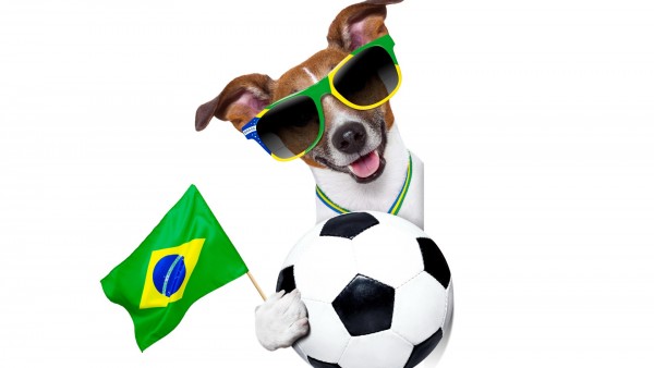 Собачка в очках с футбольным мячем заставки скачать