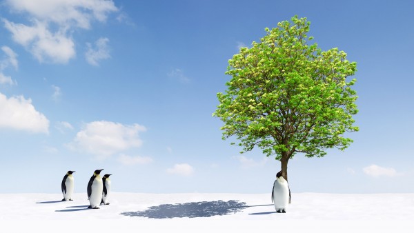 Прикольные пингвины под деревом обои hd бесплатно