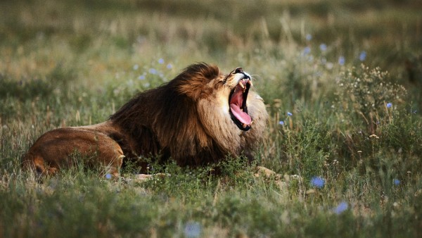 Лев с открытой пастью ложится спать обои hd бесплатно