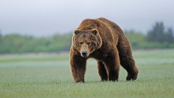 Большой бурый медведь обои hd бесплатно, прикольный медведь