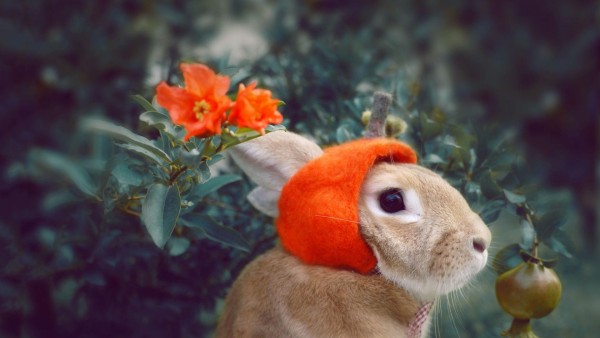 Кролик, милый пушистик, цветы, луг, обои hd, бесплатно