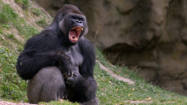 гориллы, черная обезьяна, обои hd, бесплатно