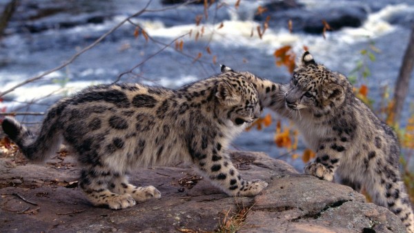 Детеныши снежного леопарда обои hd бесплатно