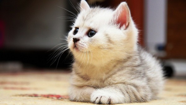 Широкоформатное фото милого, спокойного котенка