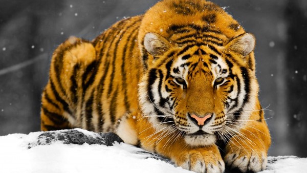 Тигр, взор, снег, зима, хищник, обои hd, бесплатно