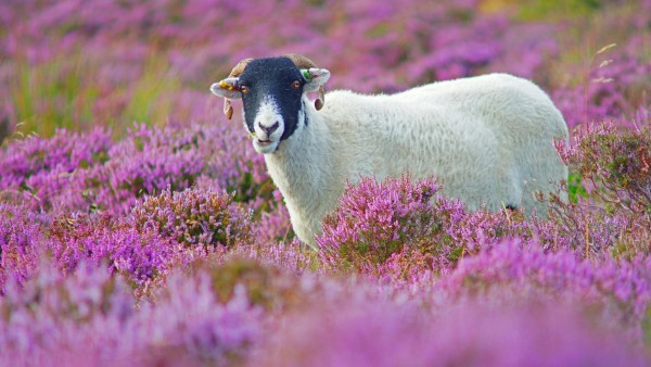 Овца, трава, цветы, сирени, обои hd, бесплатно