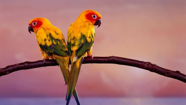 Красивые птицы фото hd бесплатно