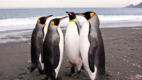 Четыре пингвина на пляже у моря обои hd бесплатно