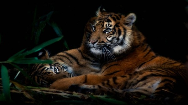 Семья тигров обои hd бесплатно