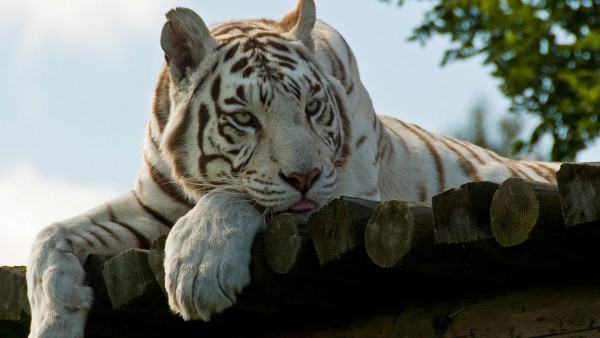 Отдых белый тигр обои hd бесплатно