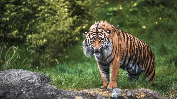 Злой тигр, страшный хищник, мокрый зверь, клыки, обои hd, бесплатно